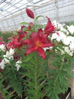 [5553 PO56 Avinger No01.JPG]